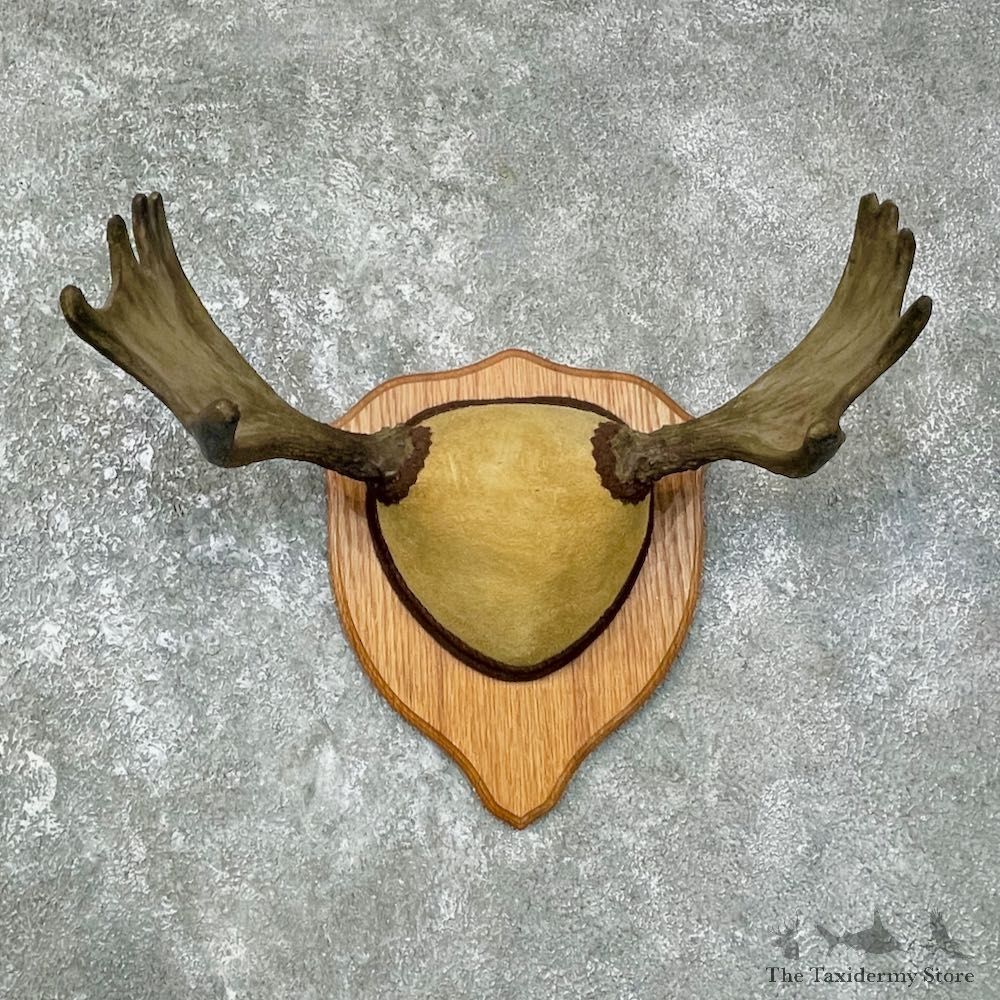 Eastern Canada Moose Antler Plaque For Sale #25648 @ The Taxidermy Store