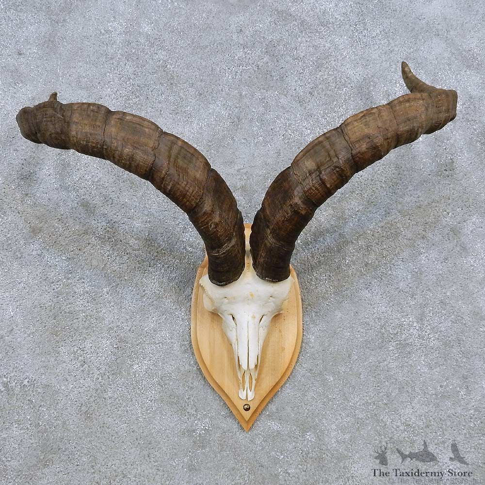 Gredos Ibex Skull Horn European Taxidermy Mount For Sale #14491 @ The Taxidermy Store