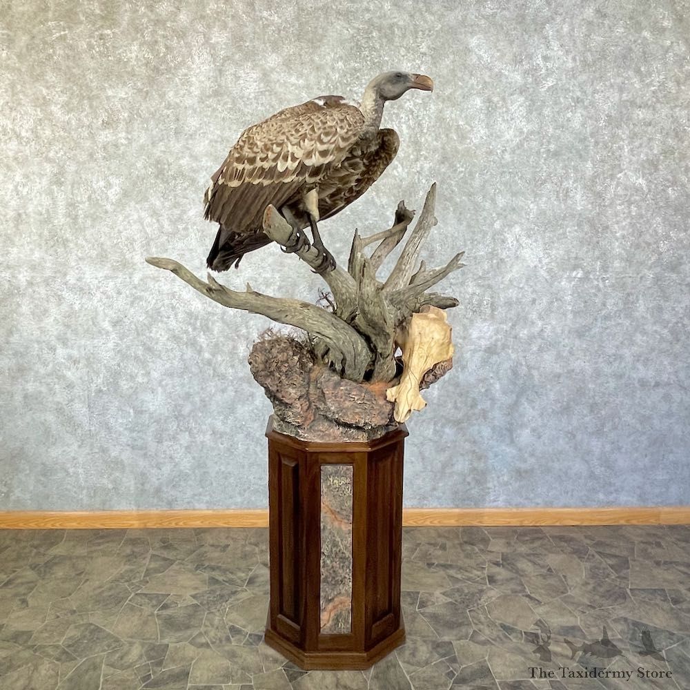 Ruppell's Vulture Taxidermy Bird Mount For Sale #26166 @ The Taxidermy Store