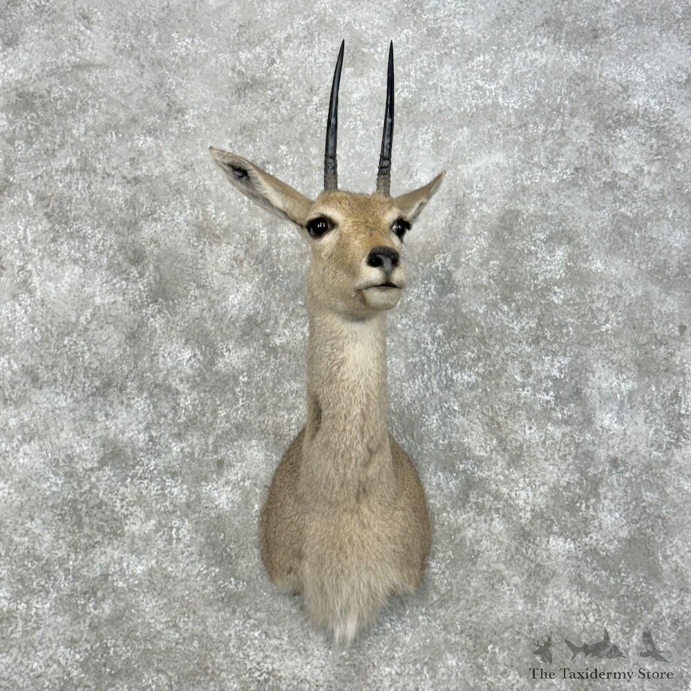 African Vaal Rhebok Shoulder Mount For Sale #28950 @ The Taxidermy Store