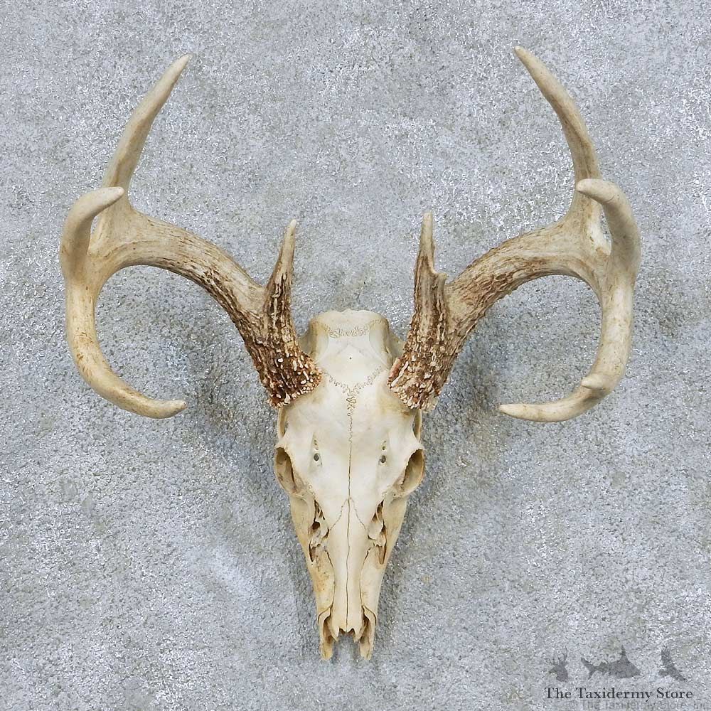 Whitetail Deer Skull Antler European Mount #13866 For Sale @ The Taxidermy Store