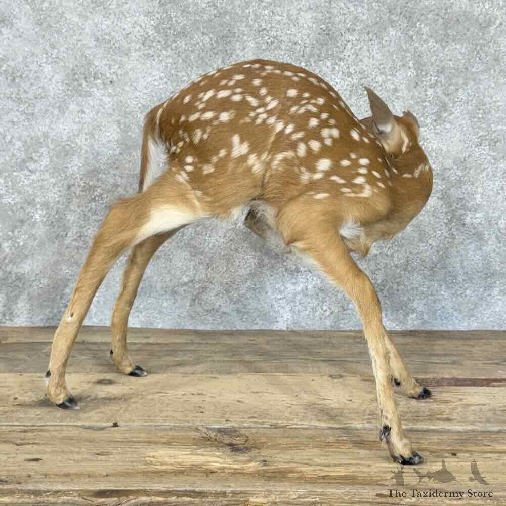 Whitetail Deer Fawn Life-Size Mount For Sale #30560 @ The Taxidermy Store
