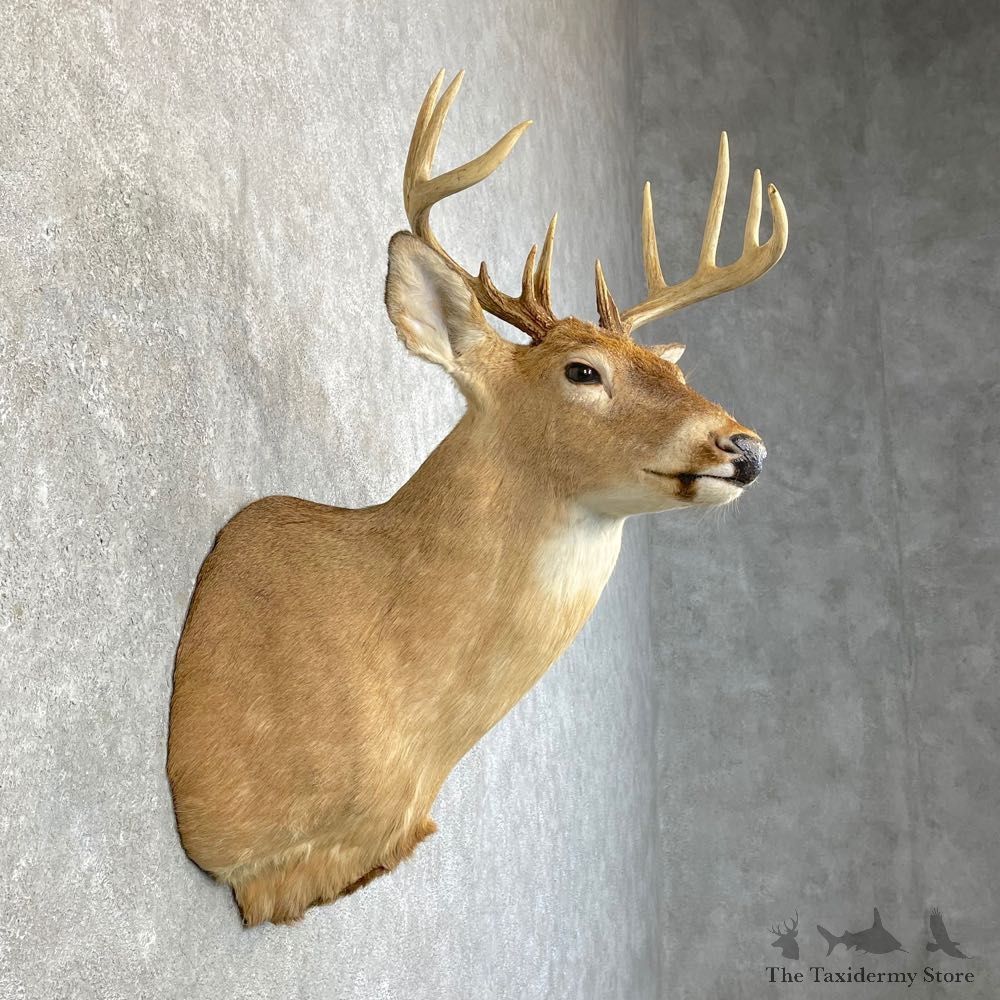Whitetail Deer Taxidermy Shoulder Mount For Sale #24643 @ The Taxidermy Store