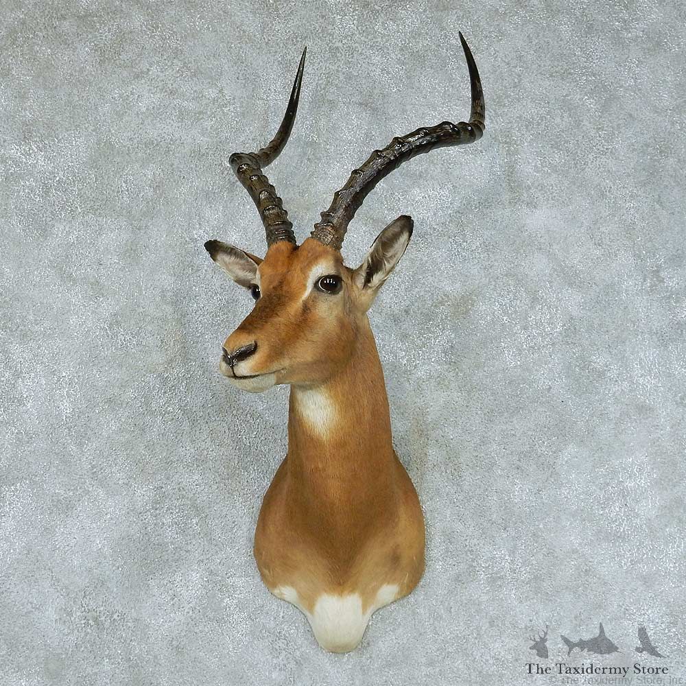 African Impala Taxidermy Shoulder Mount #13417 For Sale @ The Taxidermy Store