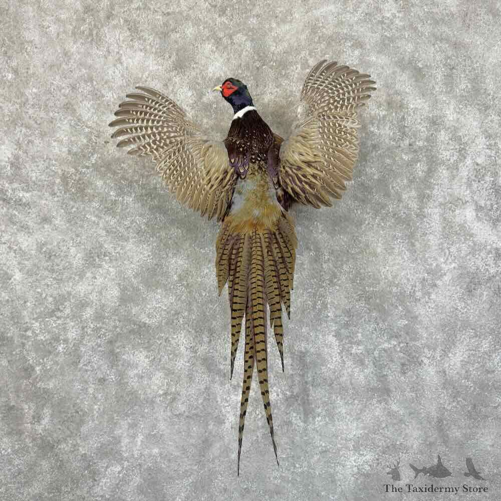 Ringneck Pheasant Bird Mount For Sale #31155 @ The Taxidermy Store