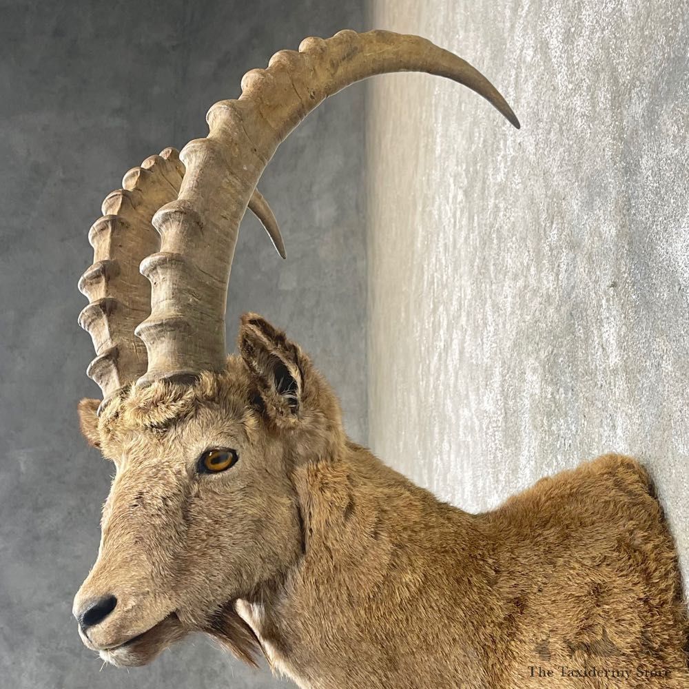 Siberian Ibex Taxidermy Shoulder Mount #24759 @ The Taxidermy Store