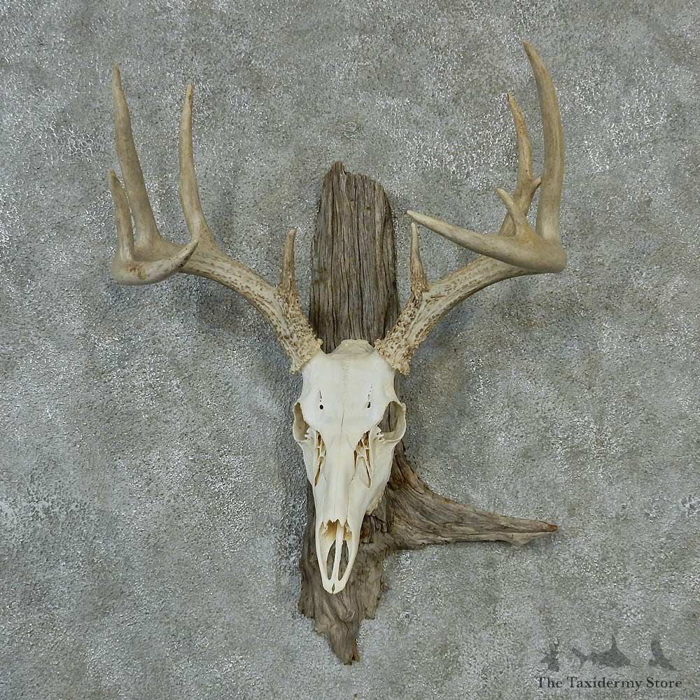 Whitetail Skull & Antlers Taxidermy Mount #13211 For Sale @ The Taxidermy Store