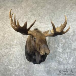 Alaskan Yukon Moose Shoulder Mount For Sale #31468 @ The Taxidermy Store