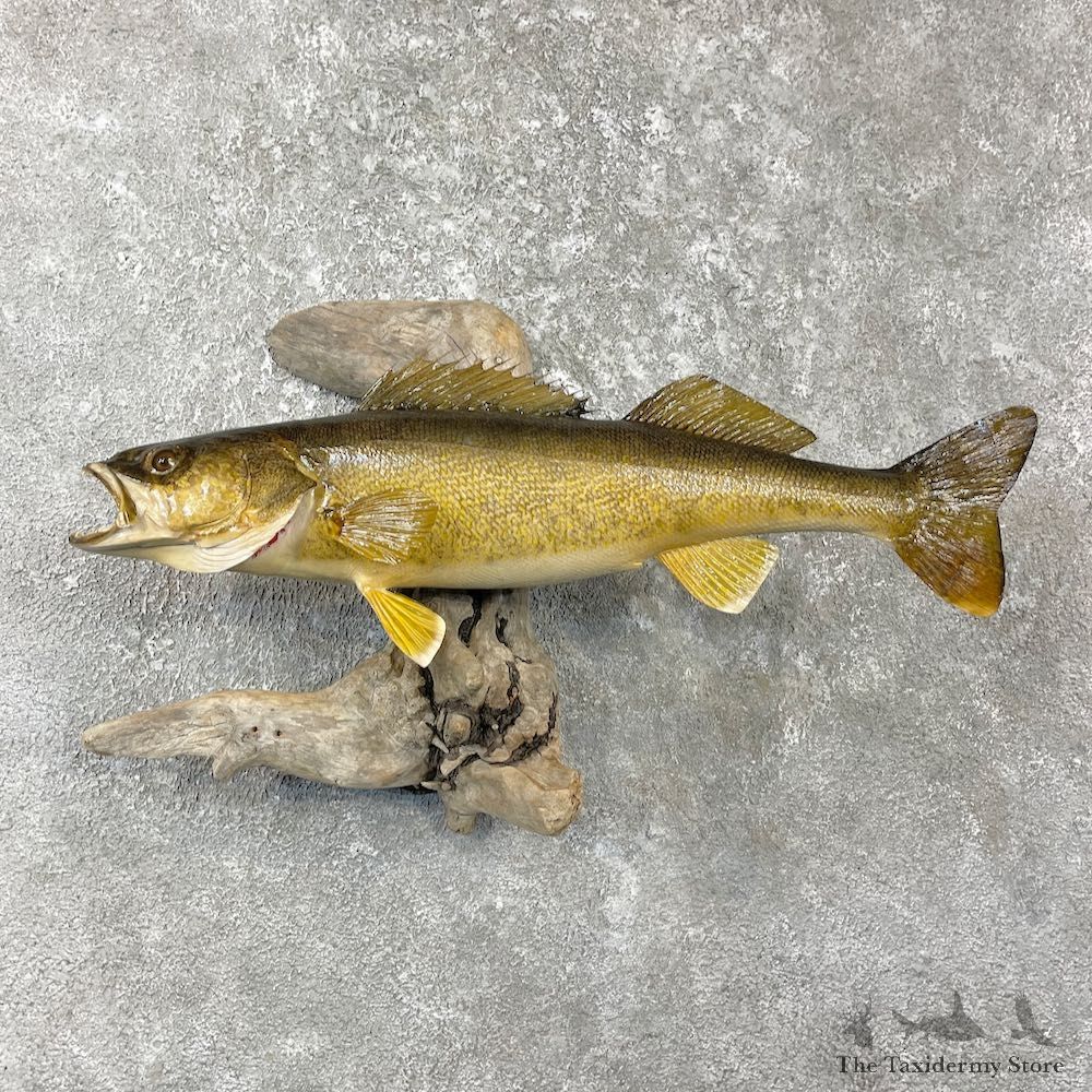 Walleye Taxidermy Fish Mount #26141 For Sale @ The Taxidermy Store