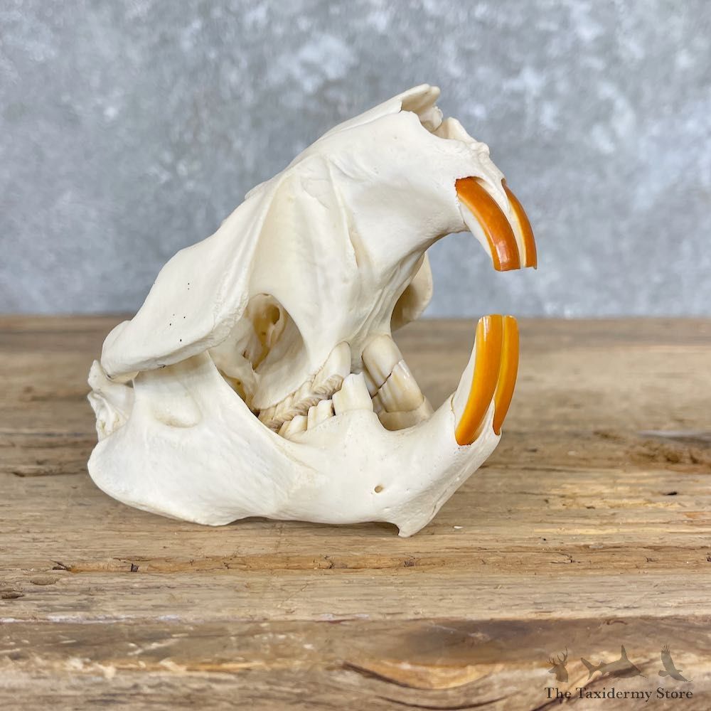 Beaver Full Skull Taxidermy Mount For Sale #26564 @ The Taxidermy Store