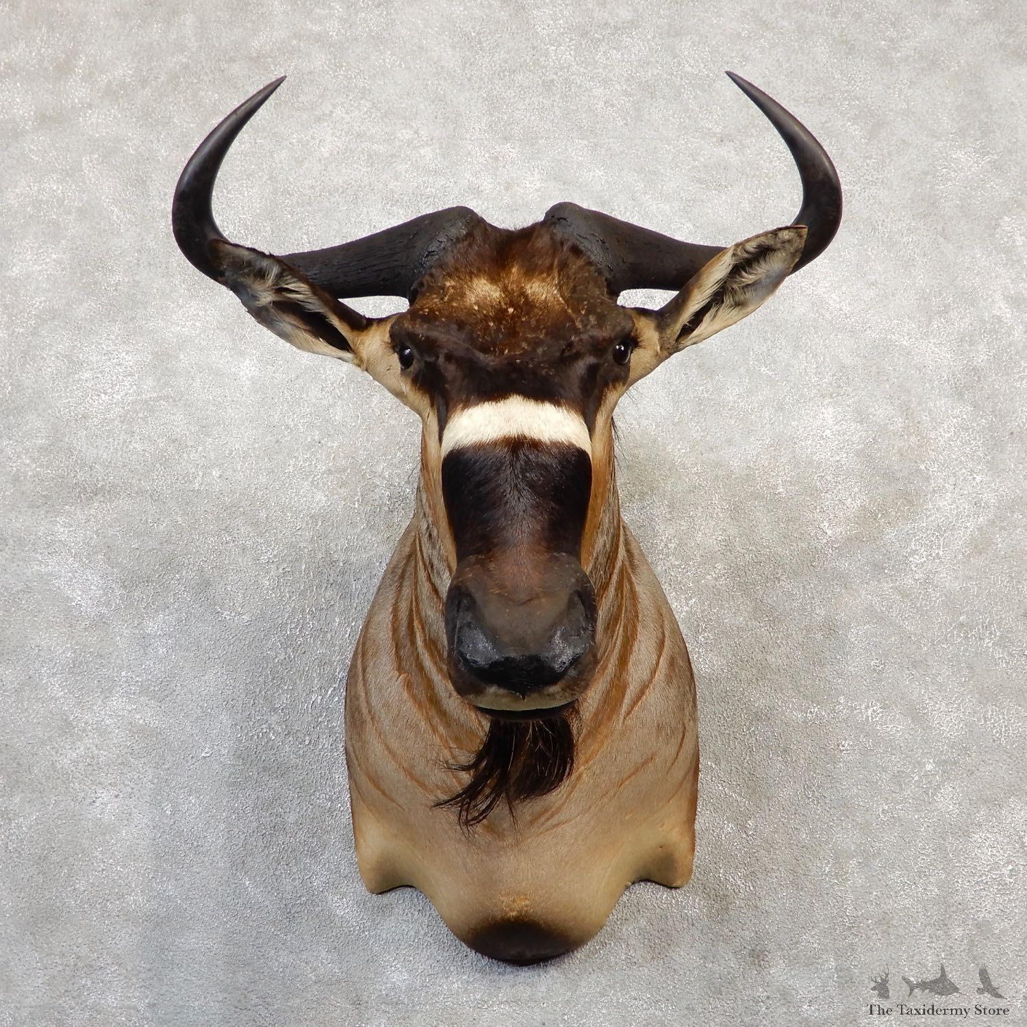 Nyasa Wildebeest Shoulder Mount For Sale #20038 - The Taxidermy Store
