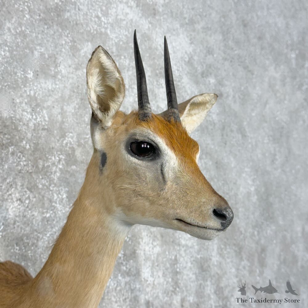 Southern Oribi Shoulder Mount For Sale #28948 @ The Taxidermy Store