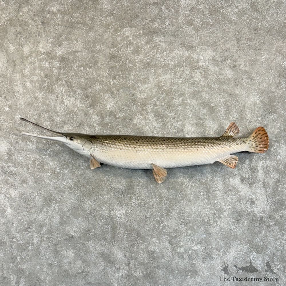 Longnose Gar Fish Mount For Sale #29202 @ The Taxidermy Store