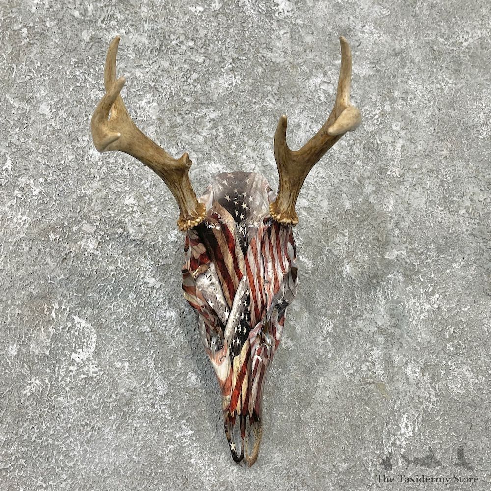 Whitetail Deer Dipped Skull Mount For Sale #26233 @ The Taxidermy Store