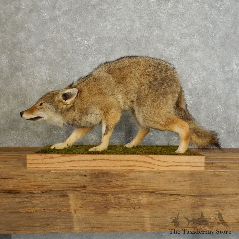 Coyote Life-Size Mount For Sale #17552 @ The Taxidermy Store
