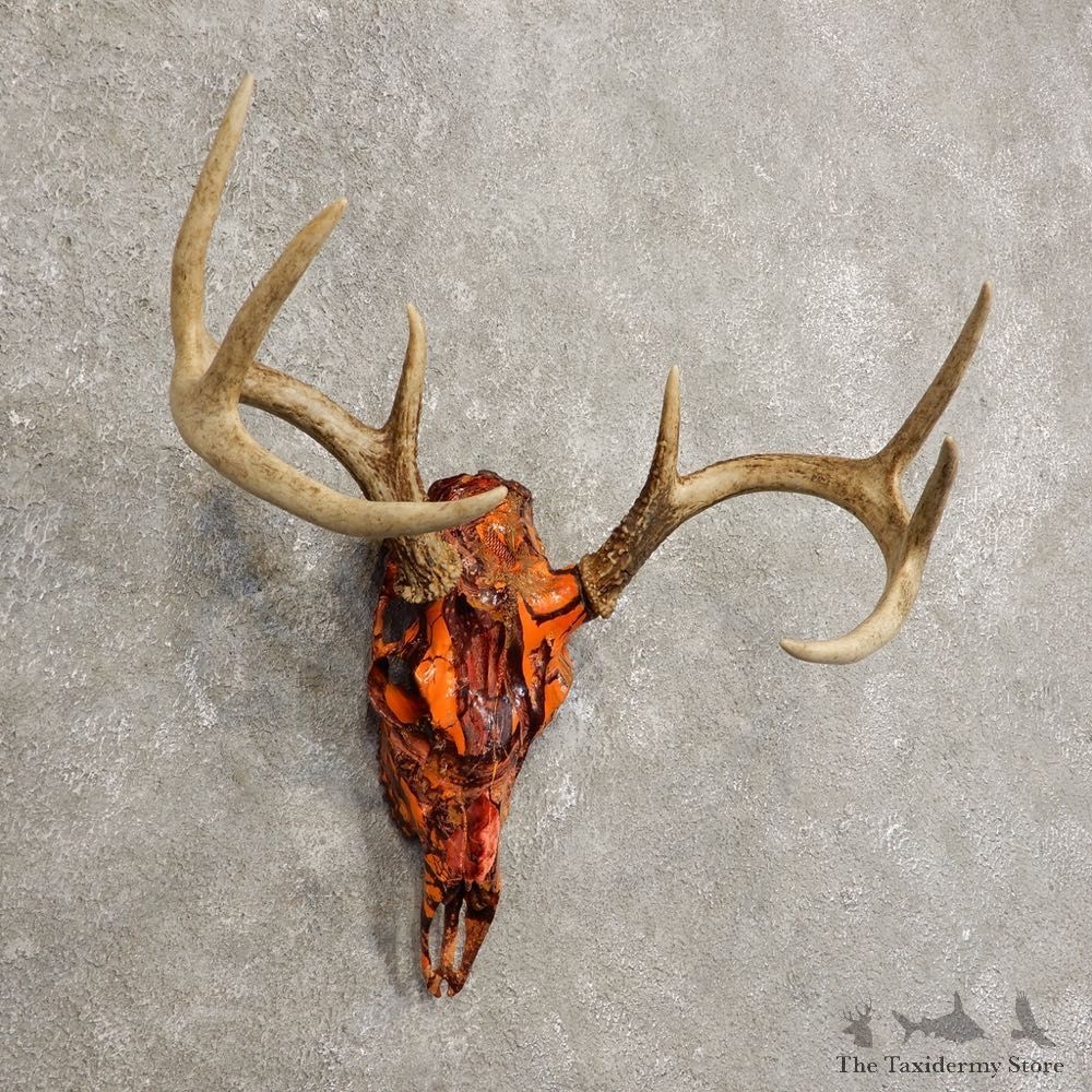 Whitetail Deer Skull European Mount For Sale #20450 @ The Taxidermy Store