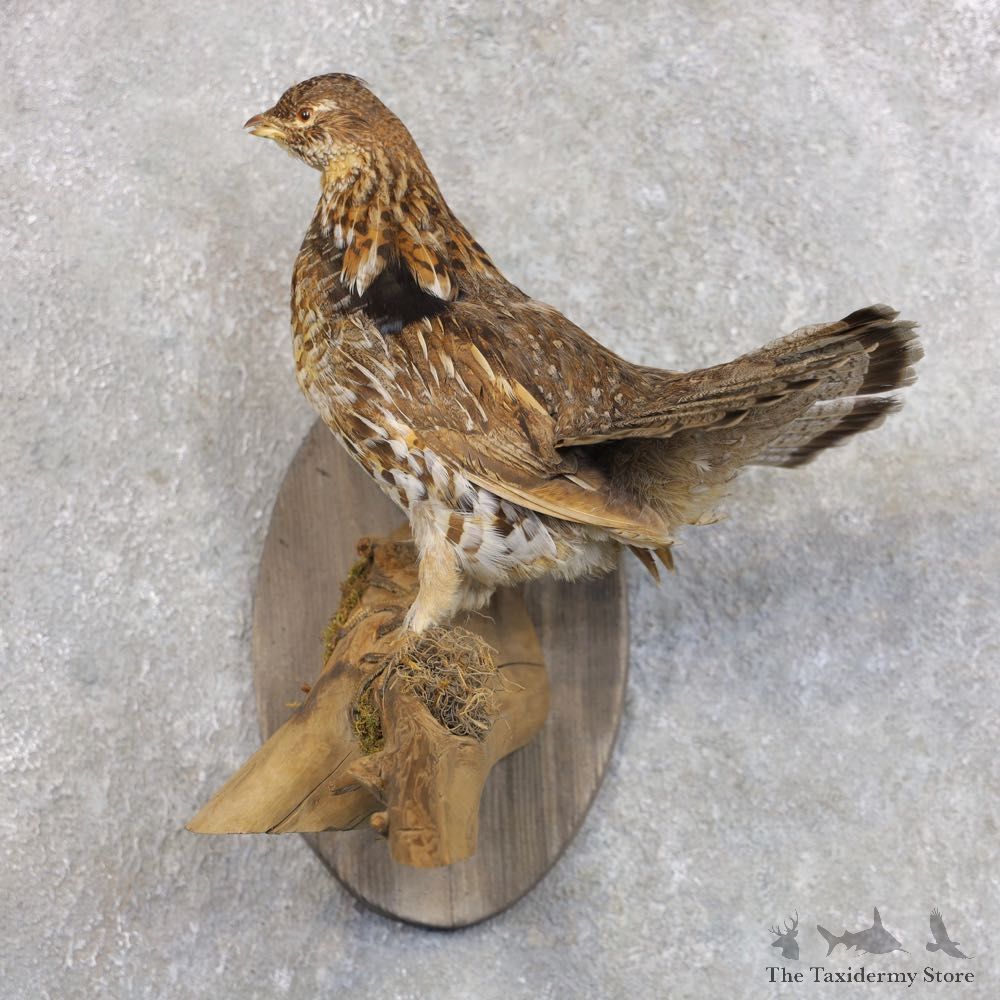 Ruffed Grouse Bird Mount For Sale #22290 @ The Taxidermy Store