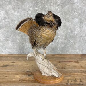 Ruffed Grouse Bird Mount For Sale #25968 @ The Taxidermy Store