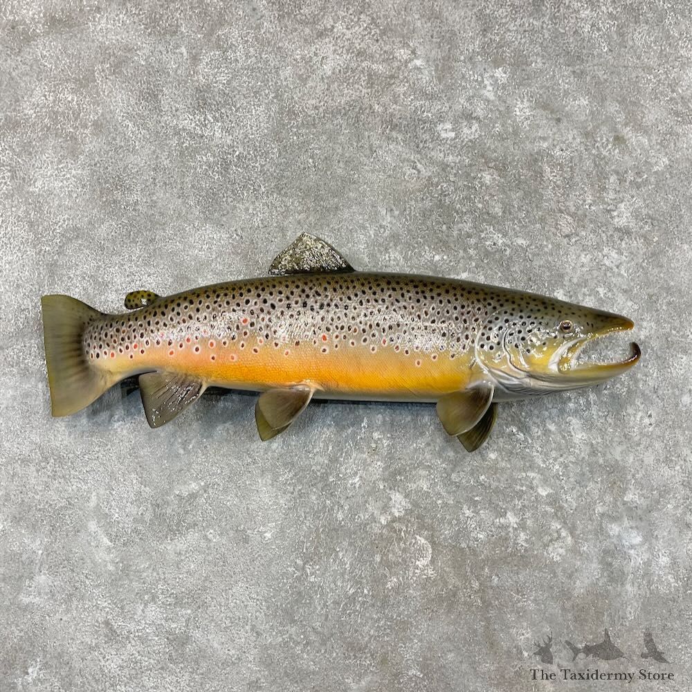Brown Trout Fish Mount For Sale #27557 @ The Taxidermy Store