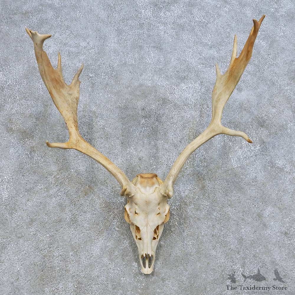 Fallow Deer Skull Antler European Mount For Sale #14652 @ The Taxidermy Store