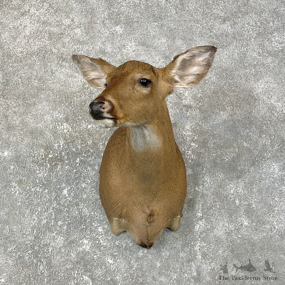 Whitetail Deer Doe Shoulder Mount For Sale #25196 @ The Taxidermy Store