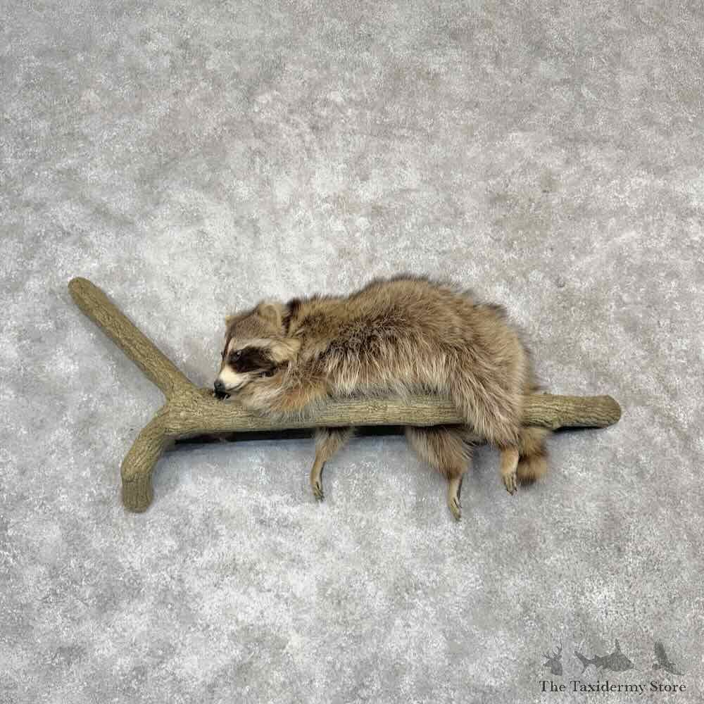 Raccoon Life-Size Mount For Sale #30386 @ The Taxidermy Store
