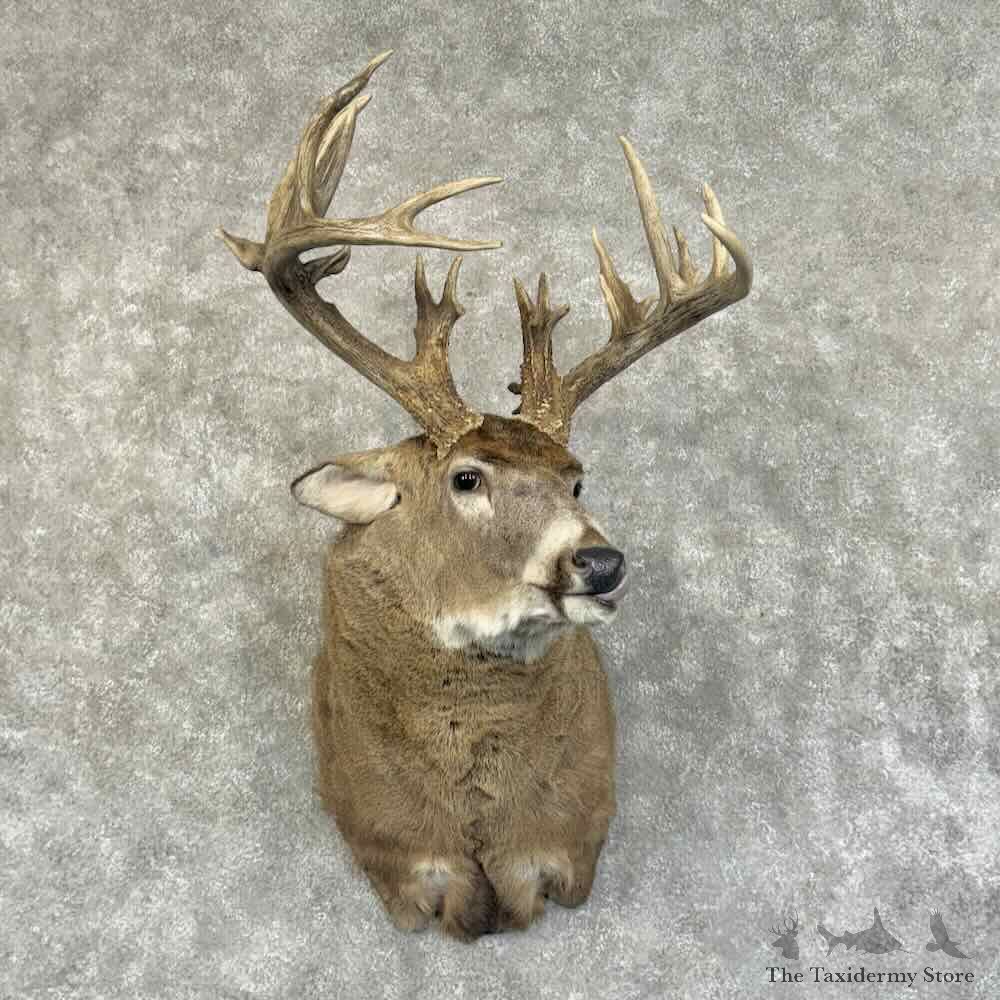 Whitetail Deer Shoulder Mount For Sale #30934 @ The Taxidermy Store