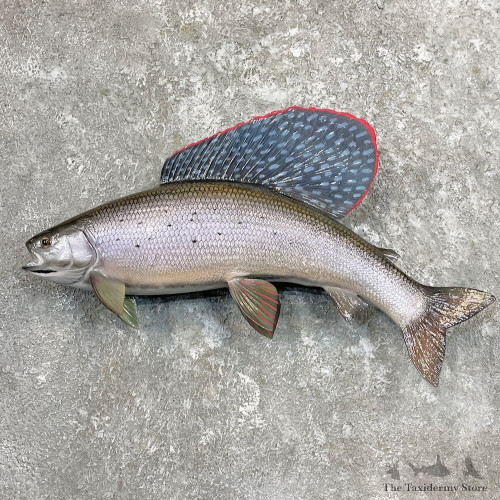 Arctic Grayling Fish Mount For Sale #27314 @ The Taxidermy Store