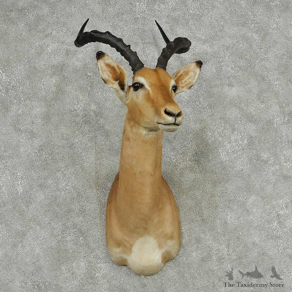 African Impala Shoulder Mount #13813 For Sale @ The Taxidermy Store