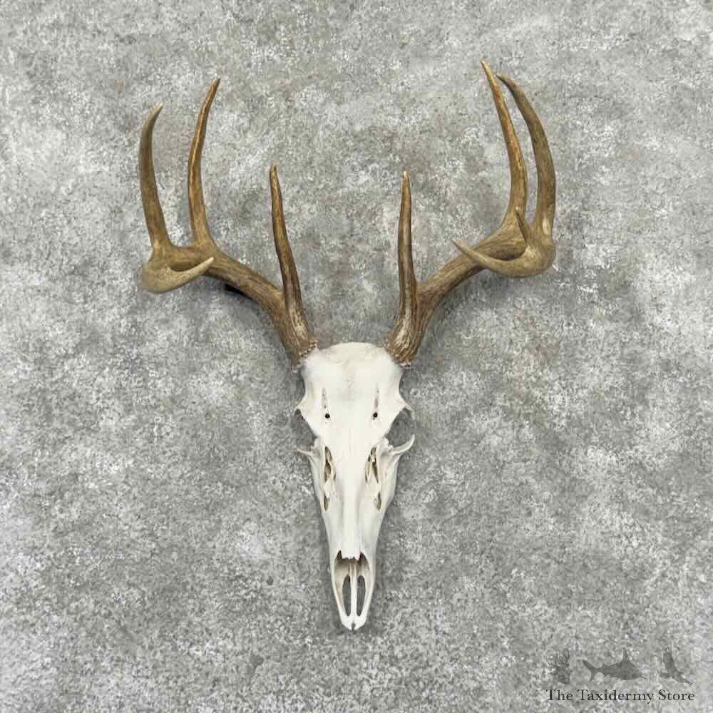 Whitetail Deer Skull European Mount For Sale #32170 @ The Taxidermy Store