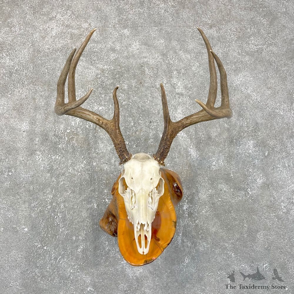 Whitetail Deer Skull European Mount For Sale #24260 @ The Taxidermy Store