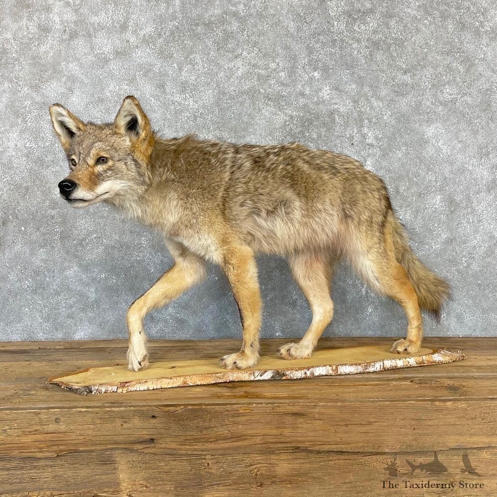 Coyote Life-Size Mount For Sale #24163 @ The Taxidermy Store
