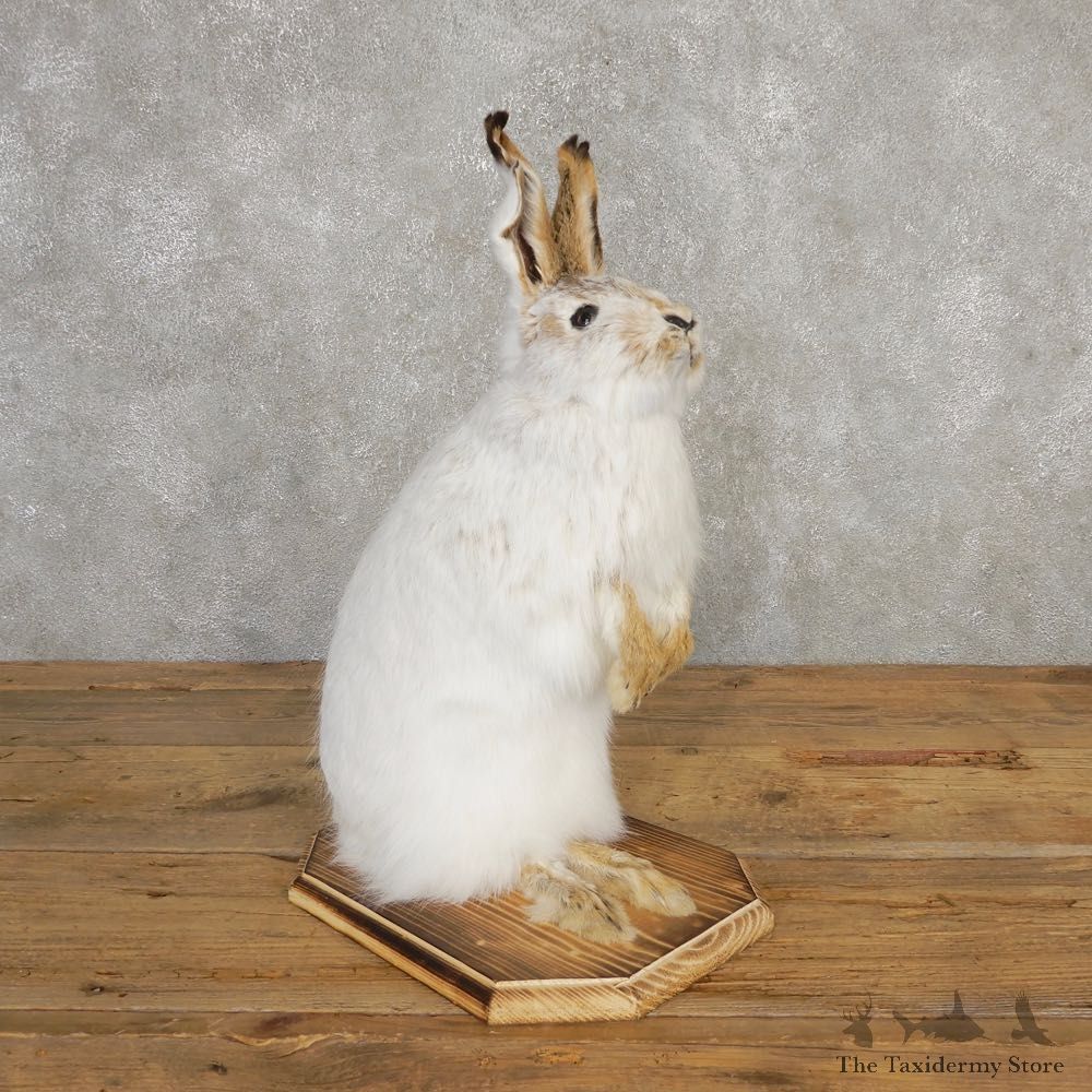 White-tailed jackrabbit Mount #20313 For Sale @ The Taxidermy Store