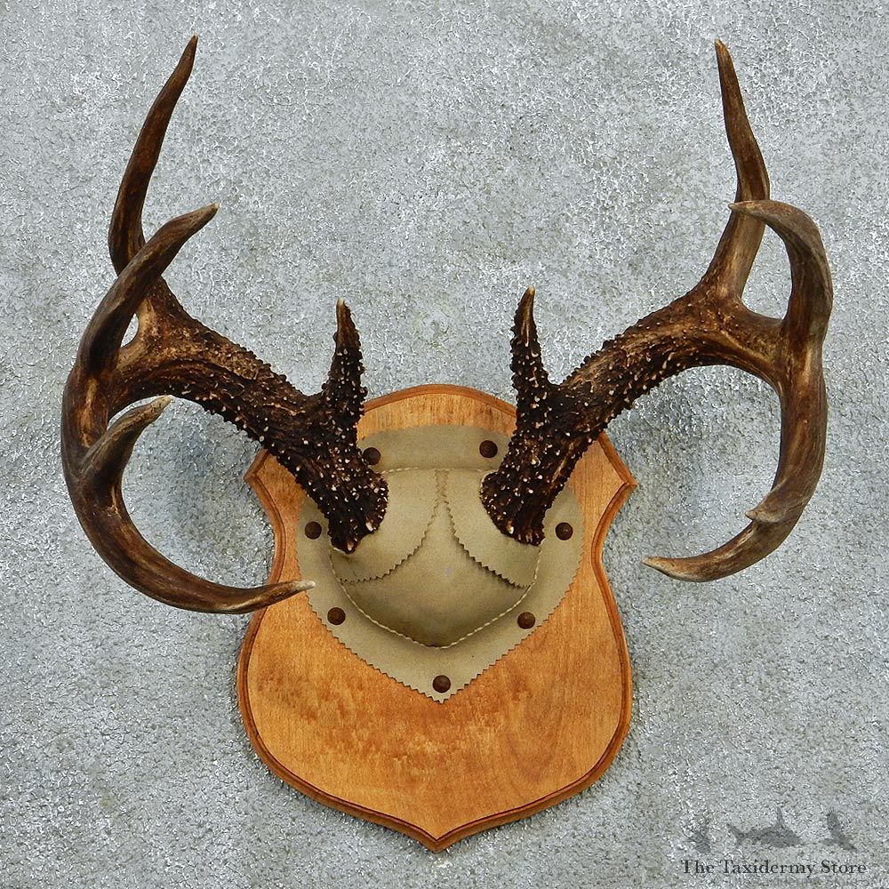 Whitetail Deer Antlers Plaque Taxidermy Mount #12980 For Sale @ The Taxidermy Store