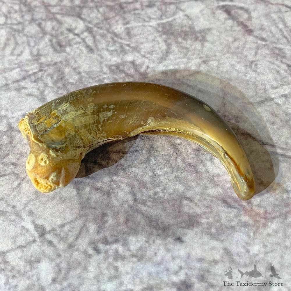 Grizzly Bear Claw For Sale #21914 @ The Taxidermy Store