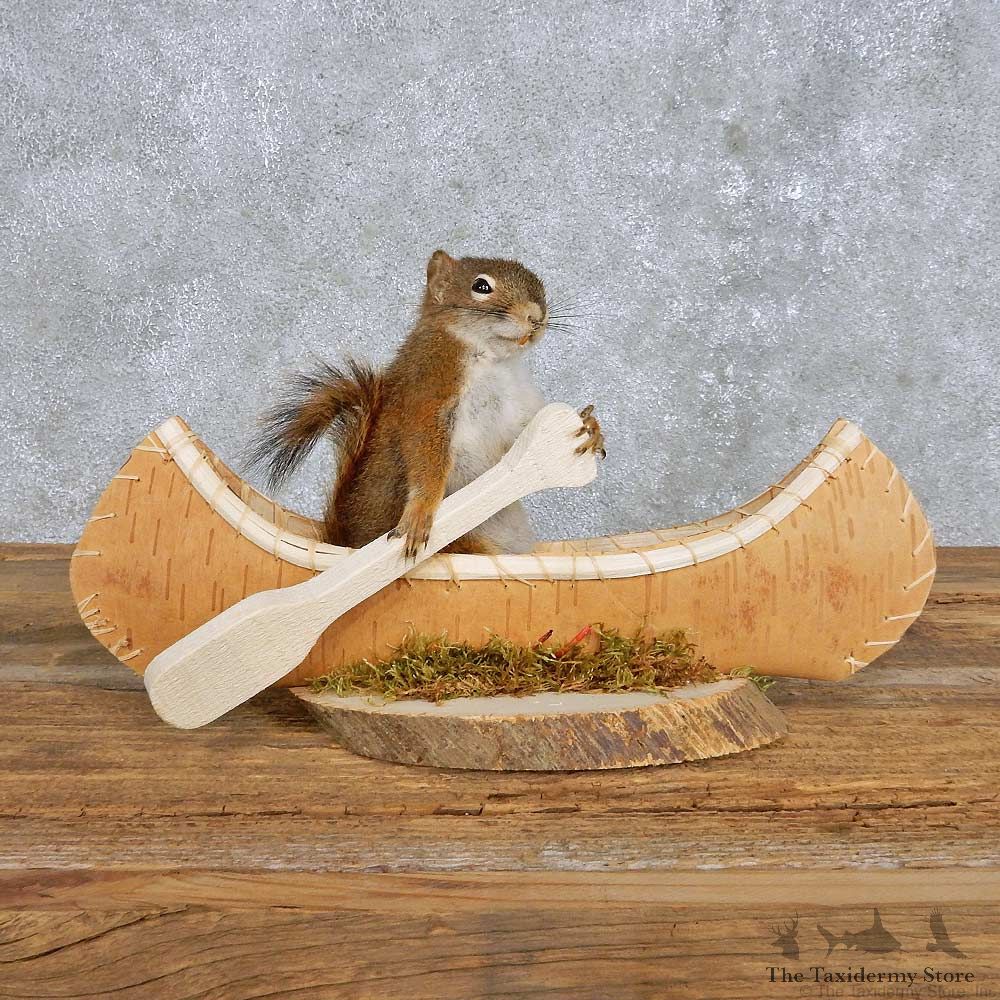 Novelty Canoe Squirrel Mount For Sale #14194 @ The Taxidermy Store