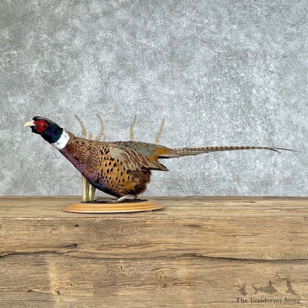 Ringneck Pheasant Bird Mount For Sale #25356 @ The Taxidermy Store