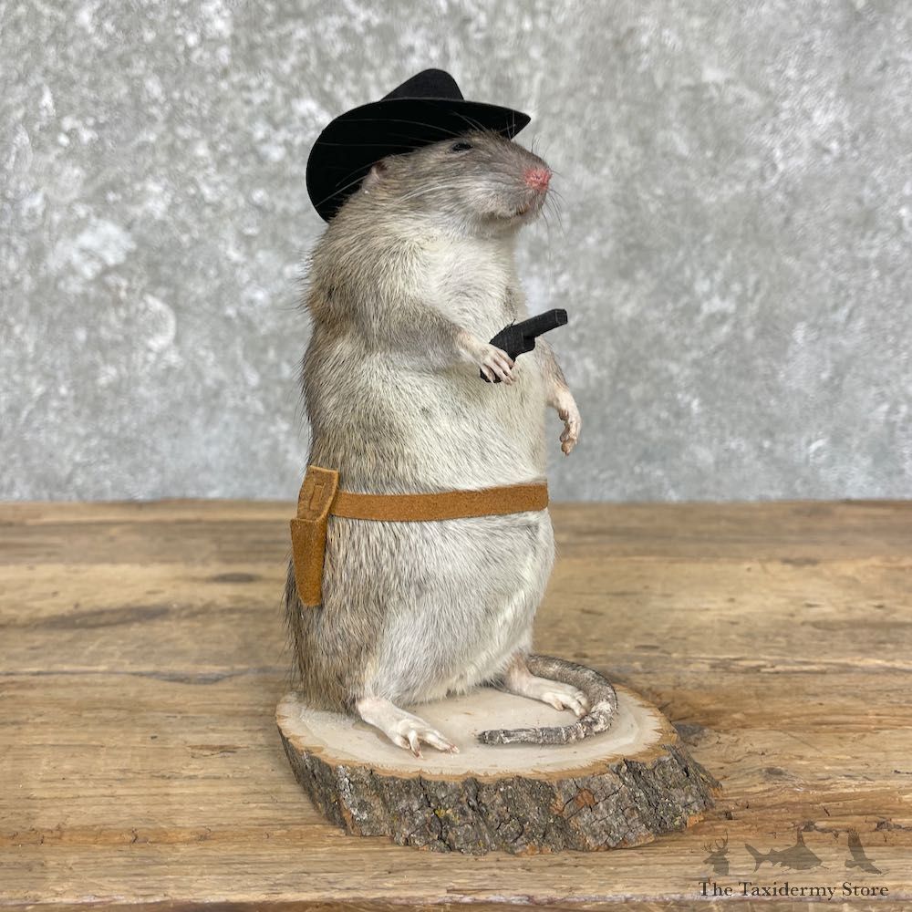 Cowboy Rat Novelty Mount For Sale #26371 @ The Taxidermy Store