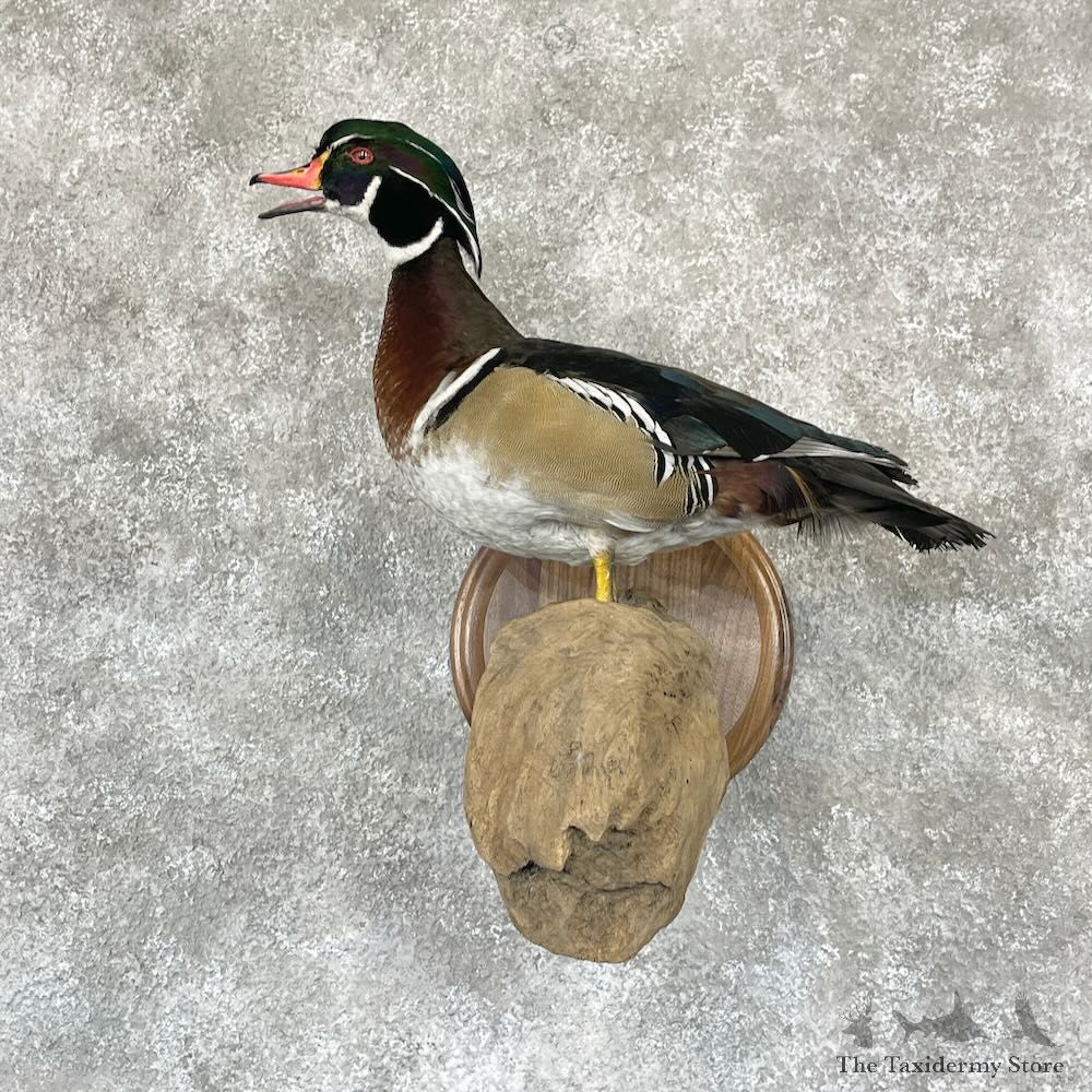 Wood Duck Bird Mount For Sale #28120 @ The Taxidermy Store