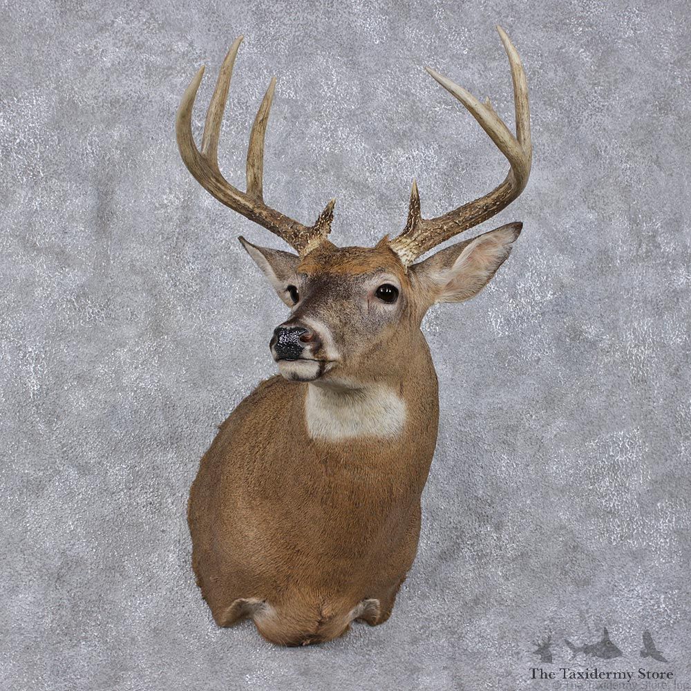 Whitetail Deer Shoulder Taxidermy Head Mount #12495 For Sale @ The Taxidermy Store