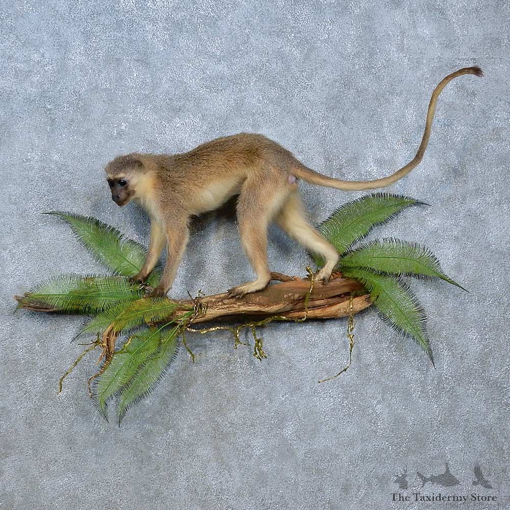 Vervet Monkey Life-Size Mount For Sale #15357 @ The Taxidermy Store