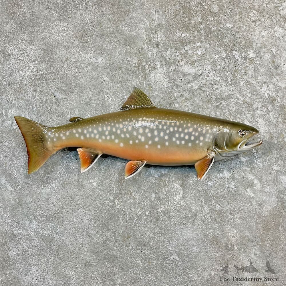 Splake Fish Mount For Sale #27265 @ The Taxidermy Store
