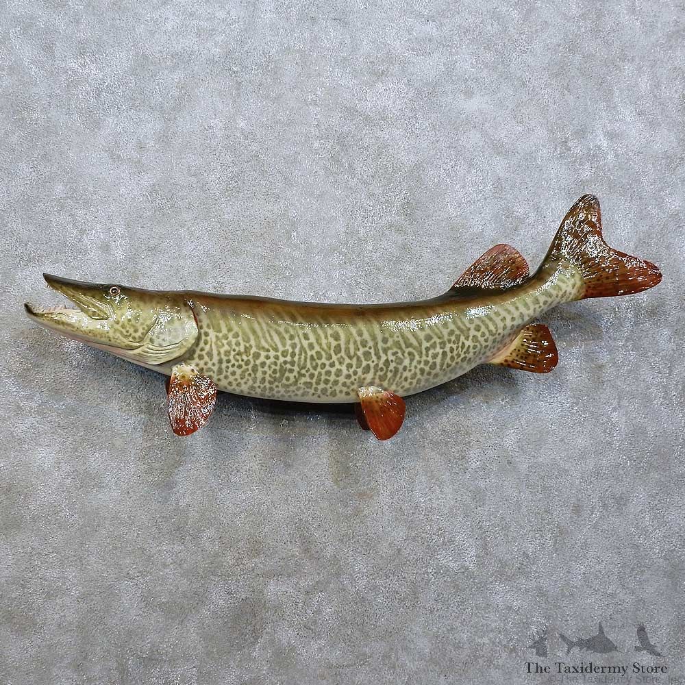 Muskie Reproduction Fish Mount For Sale #15849 @ The Taxidermy Store