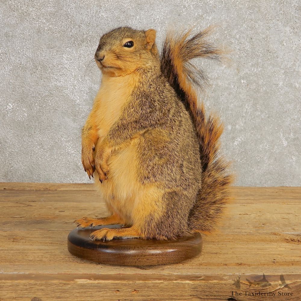 Fox Squirrel Mount For Sale #21246 @ The Taxidermy Store