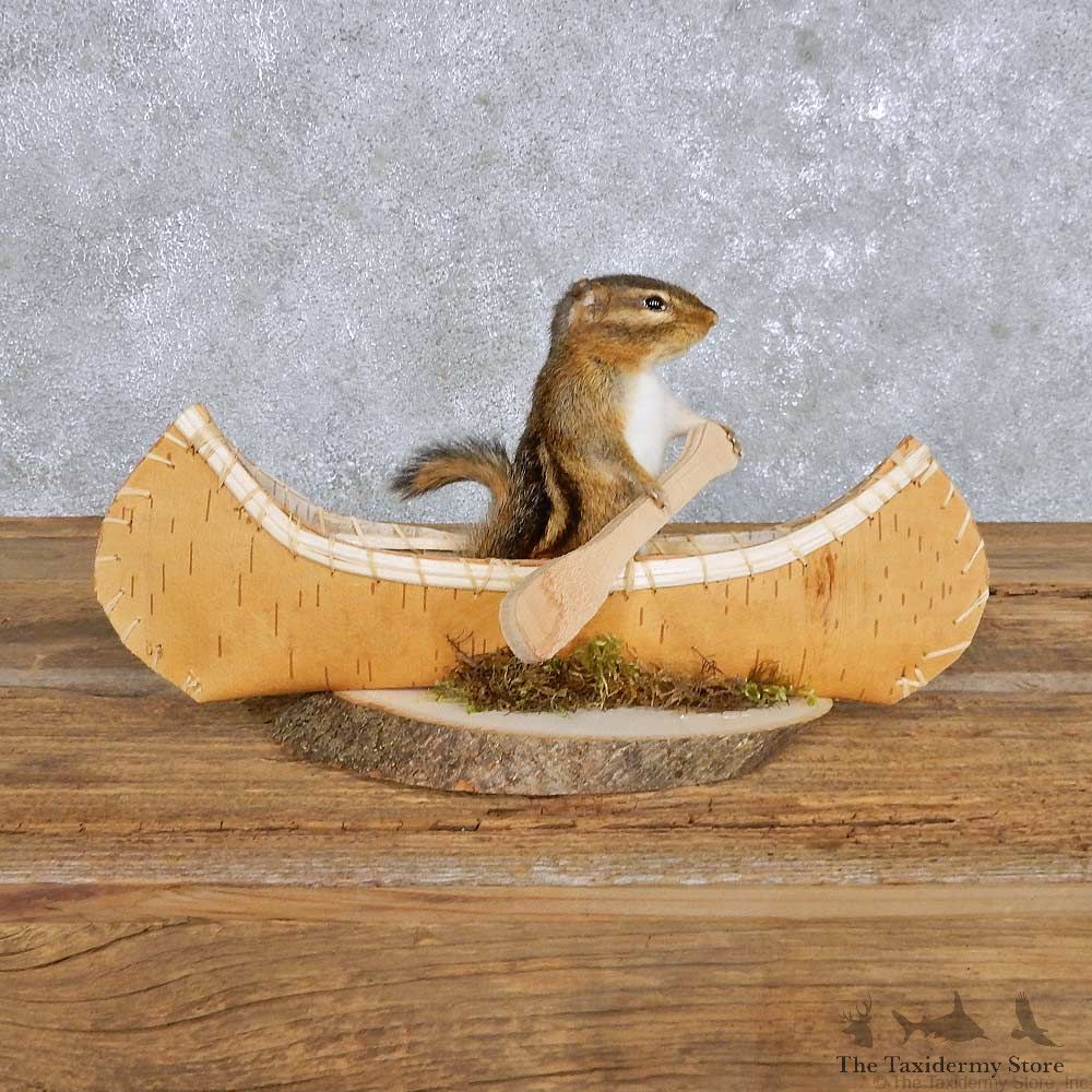 Novelty Canoe Chipmunk Mount For Sale #14185 @ The Taxidermy Store