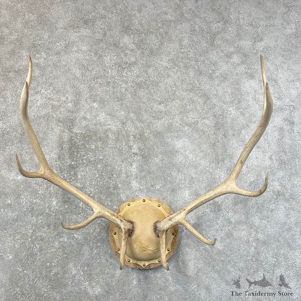 Rocky Mountain Elk Plaque Mount For Sale #24637 @ The Taxidermy Store