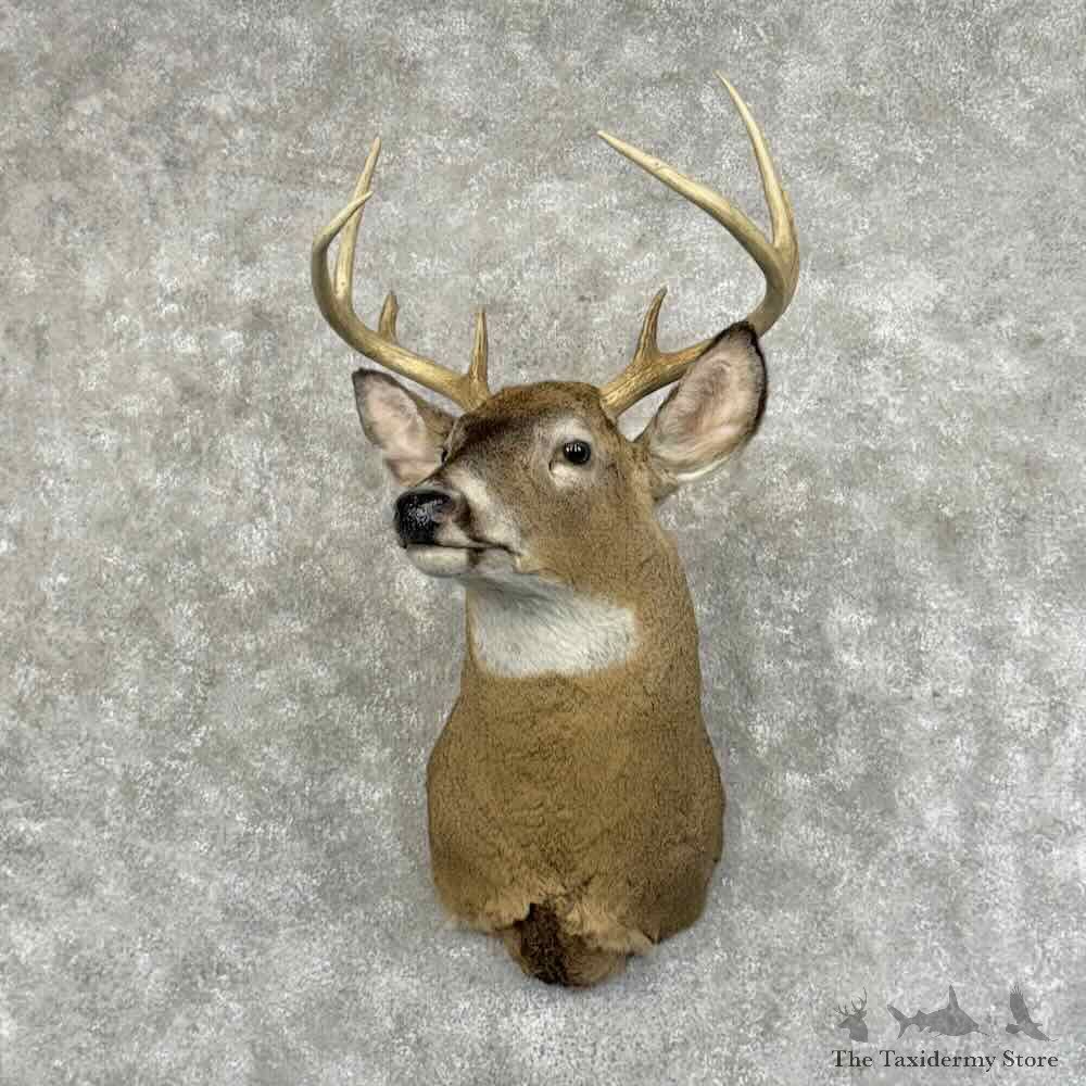 Whitetail Deer Shoulder Mount For Sale #31164 @ The Taxidermy Store
