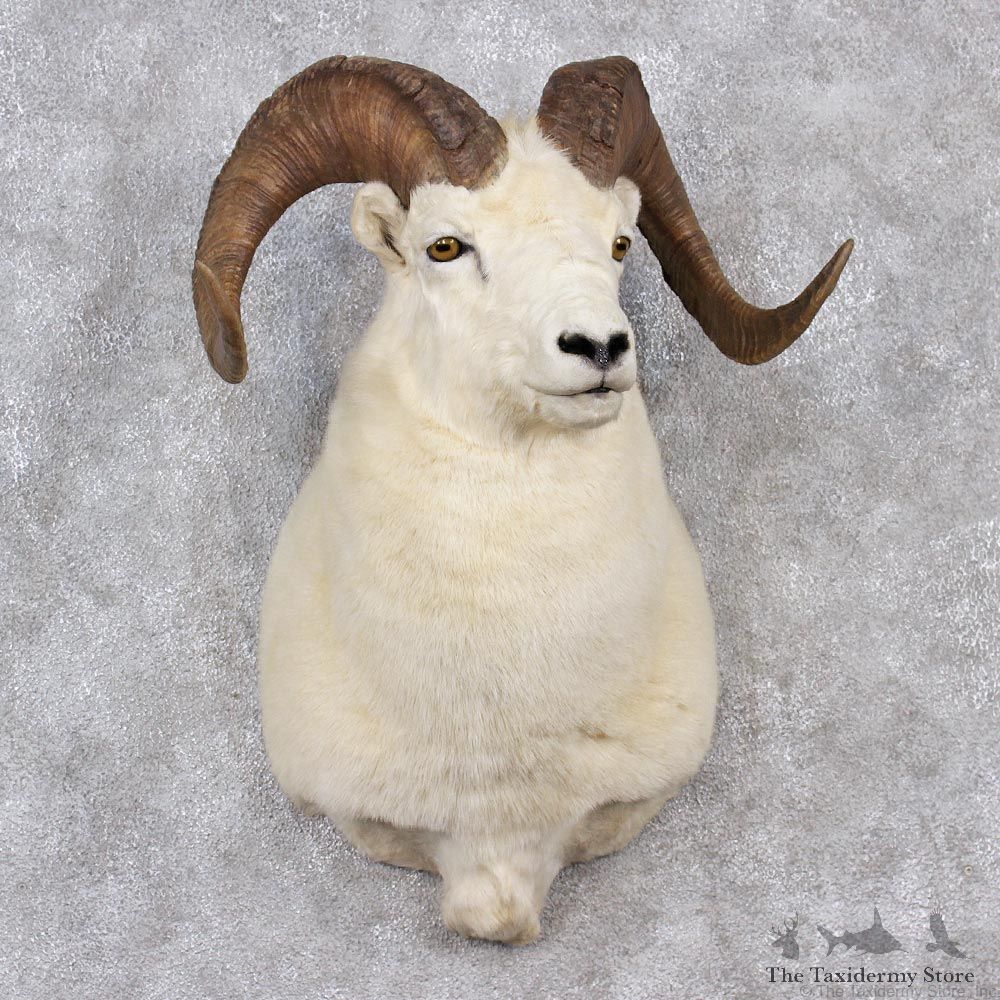 Dall Sheep Shoulder Taxidermy Head Mount #12516 For Sale @ The Taxidermy Store
