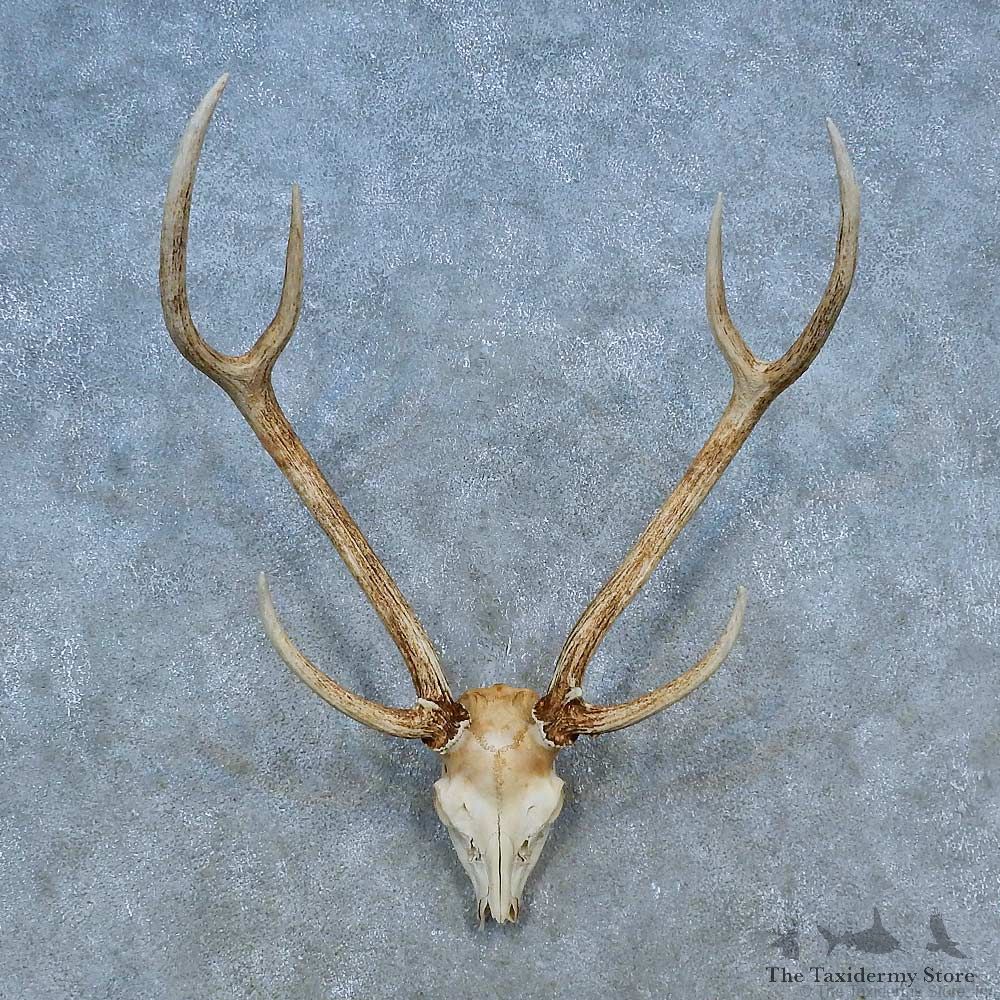 Axis Deer Skull Antler European Mount For Sale #15517 @ The Taxidermy Store