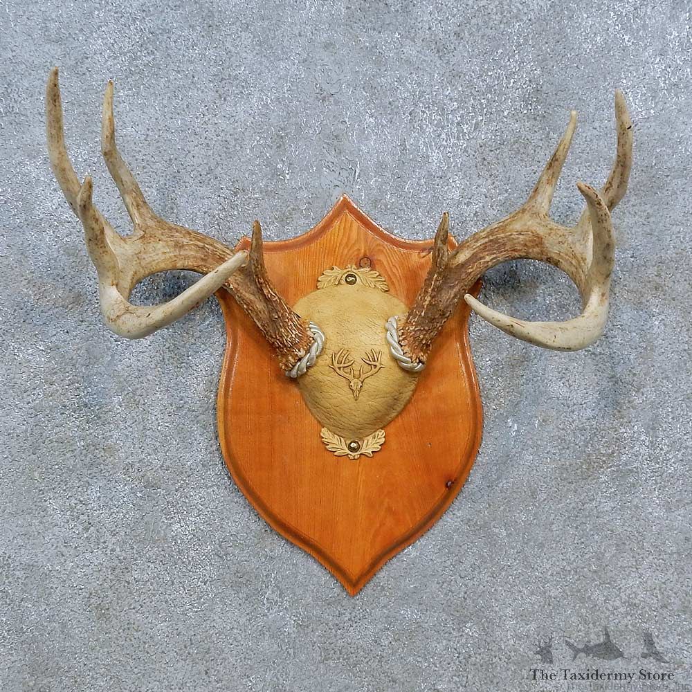 Whitetail Deer Antler Plaque Mount For Sale #15352 @ The Taxidermy Store